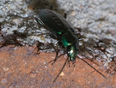 Agonum octopunctatum