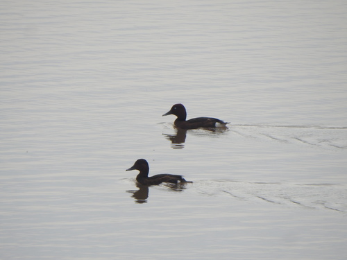 Ferruginous Duck