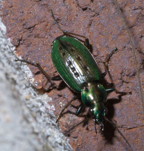 Agonum octopunctatum photo 2