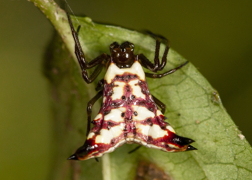 Micrathena lucasi