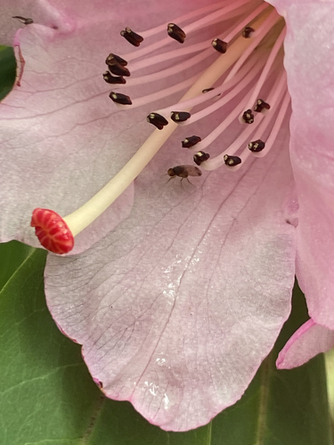 Unknown species found near Floral Hill Dr, Eugene, OR, US