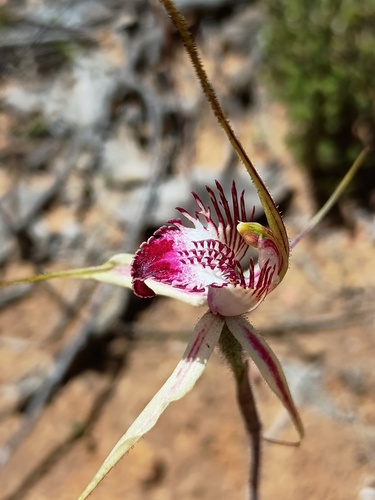 eastern mantis orchid (Caladenia tentaculata)