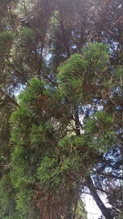 Calocedrus macrolepis