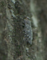 Chrysobothris femorata