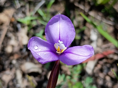 Purple Flag (Patersonia occidentalis)