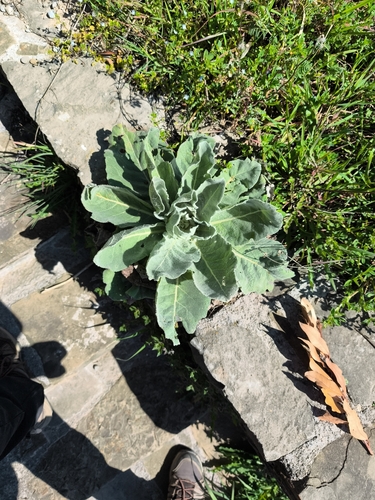 Hoary Mullein (Verbascum pulverulentum)