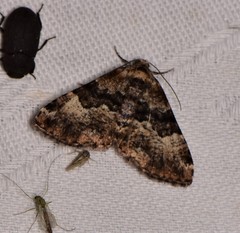 Aporoctena scierodes