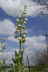 Fritillaria persica