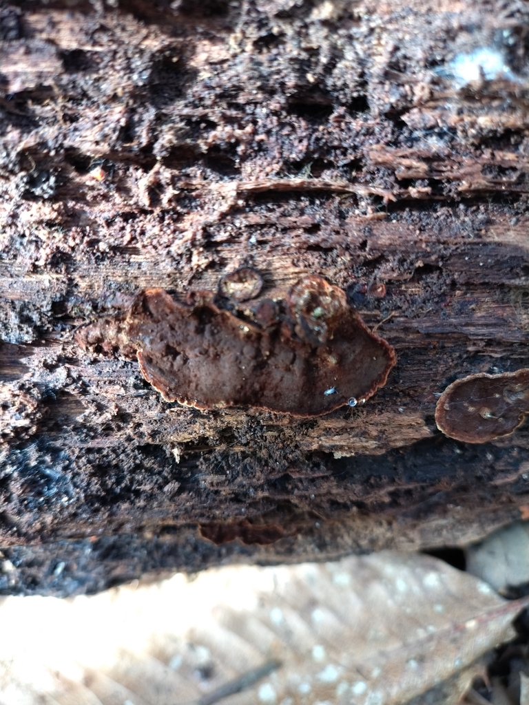 Hymenochaete rubiginosa · March 2026 · photo: © chrisprocter (iNaturalist, cc-by)
