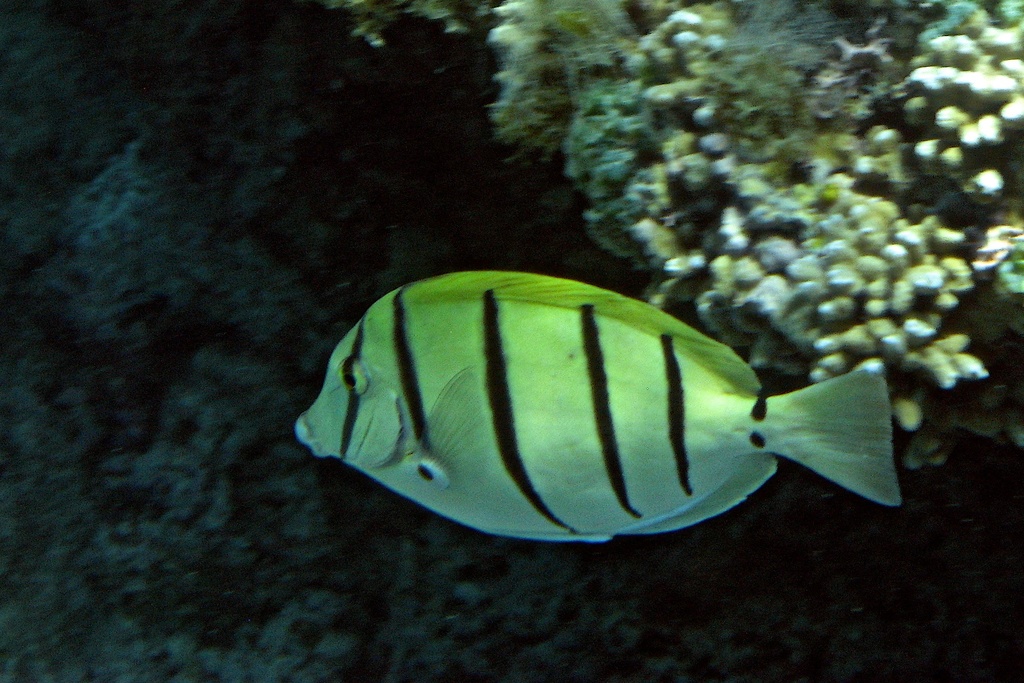 Convict surgeonfish