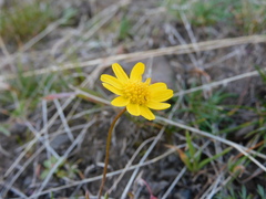 Crocidium multicaule