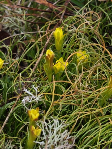 Gagea bohemica, photograph 5