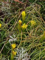 Gagea bohemica, photograph author not stated, no rights reserved