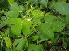 Cnidoscolus tubulosus