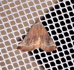 Mataeomera mesotaenia