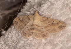 Scioglyptis lithenopa