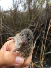 Antechinus minimus