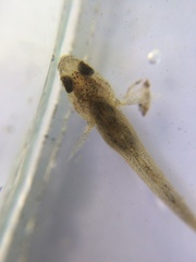 Gobiomorphus cotidianus