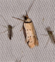 Philobota thiocrossa