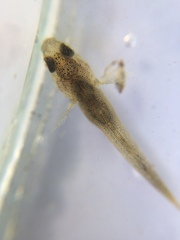 Gobiomorphus cotidianus