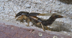 Pinophilus