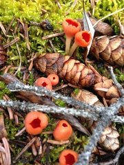 Microstoma protractum