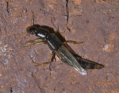 Pinophilus