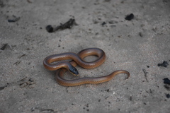 Suta nigriceps