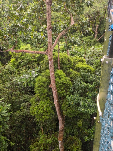 Terentang (Campnosperma auriculatum)