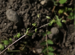 Stellaria apetala
