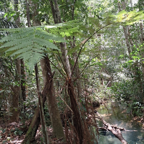 Cyathea myriotricha