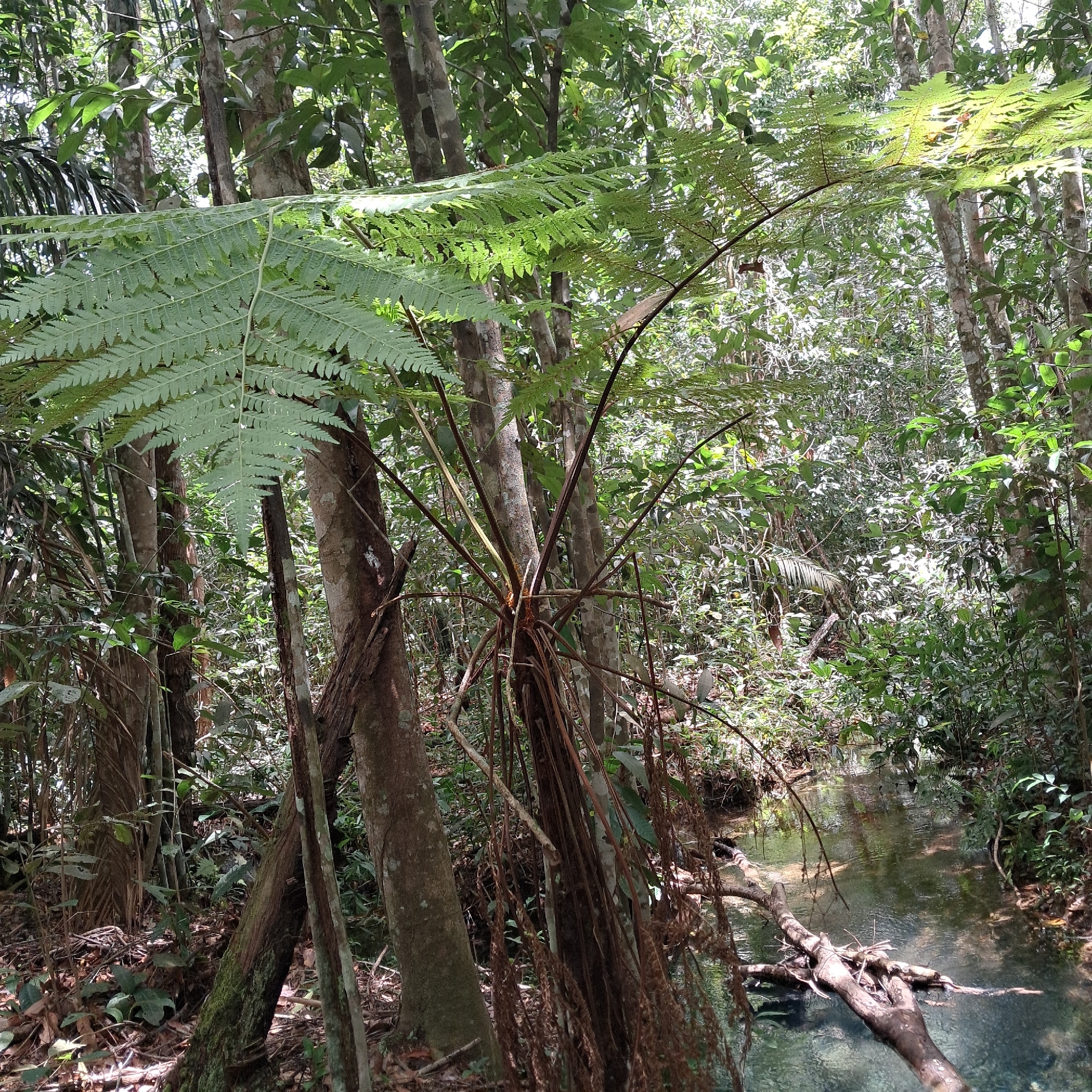 Cyathea myriotricha