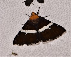 Buzara frontinus