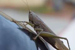 Parabucrates brevicauda