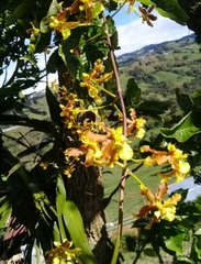 Oncidium lineoligerum