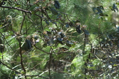 Vireolanius melitophrys