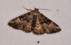 Aporoctena scierodes