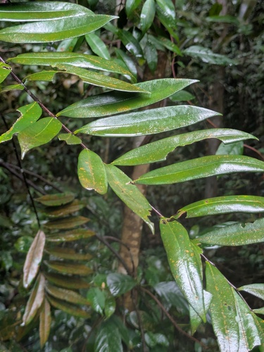 Eurycoma longifolia, photograph 2