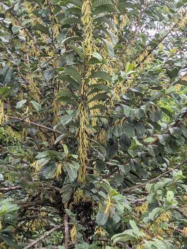 Cyathocalyx observed 2026-03-15
