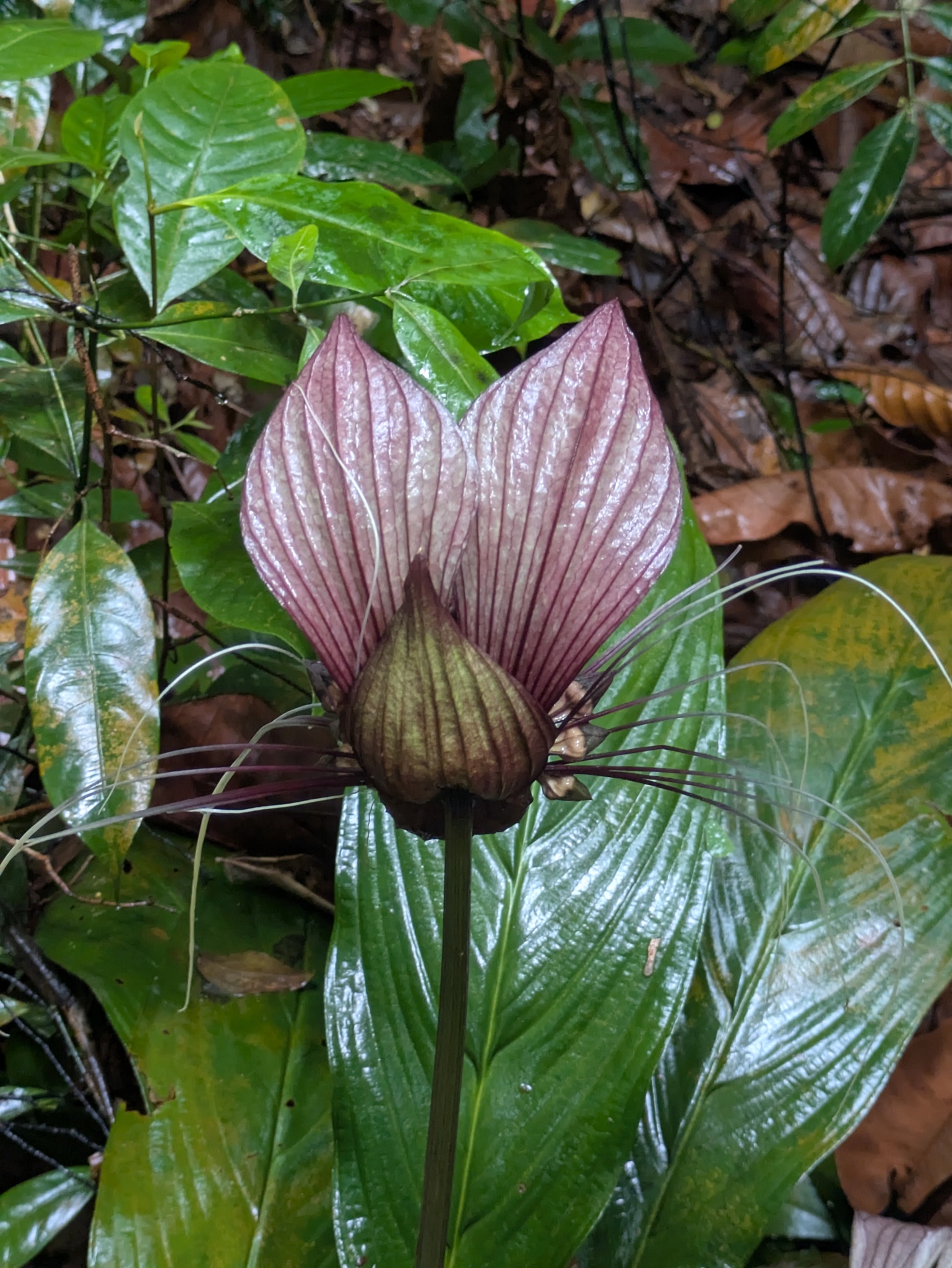 Batflower (Tacca cristata)