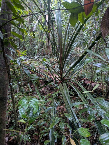 Pandanus houlletii observed 2026-03-15