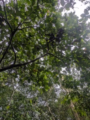 Artocarpus elasticus