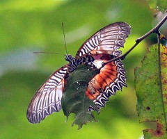 Cethosia myrina