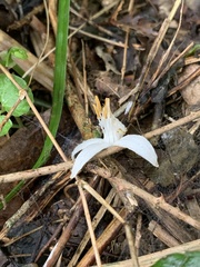 Styracaceae