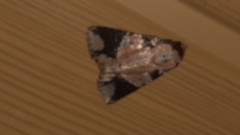Condica cupentia