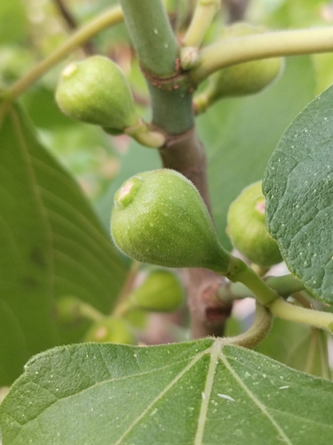 common fig