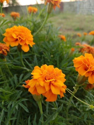 Mexican Marigold
