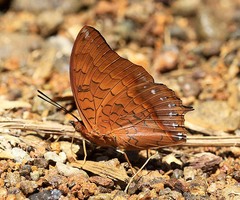 Charaxes affinis