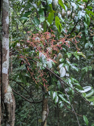 Ali's umbrella (Eurycoma longifolia)