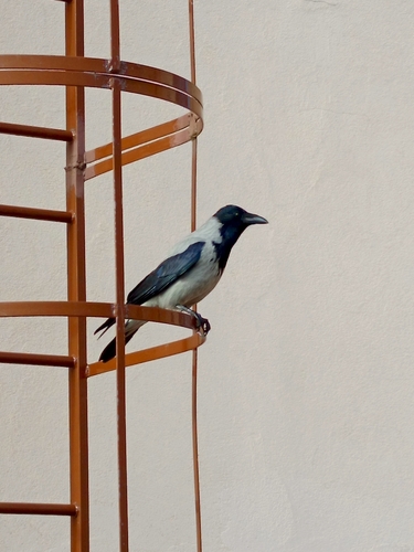 Hooded Crow